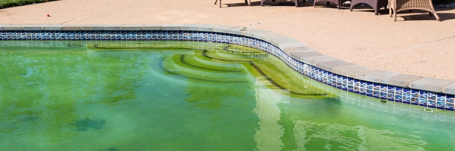 algae in pool